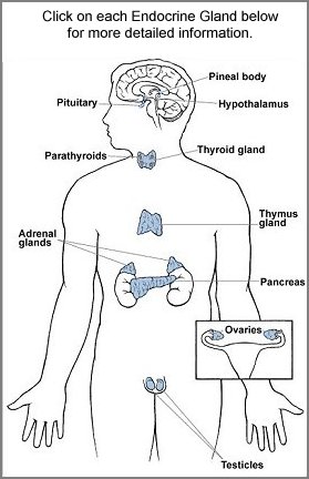 glandes endocriniennes